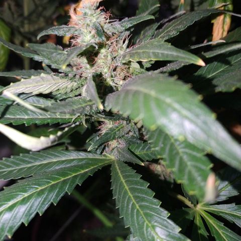 Moby Dick growlog timeline photo