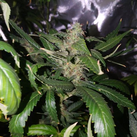 Moby Dick growlog timeline photo