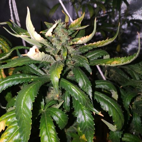 Moby Dick growlog timeline photo