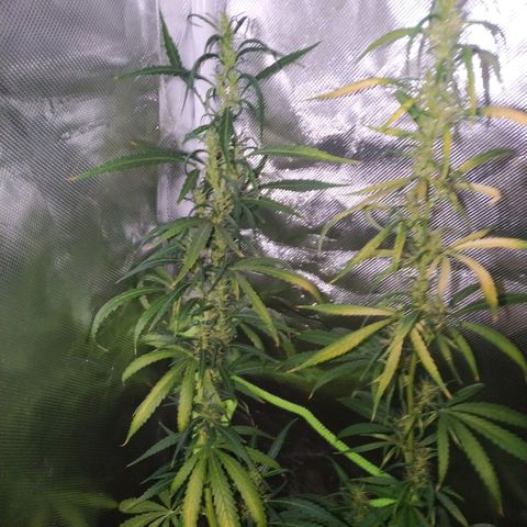 Moby Dick growlog timeline photo
