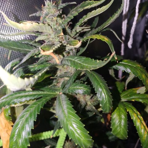 Moby Dick growlog timeline photo