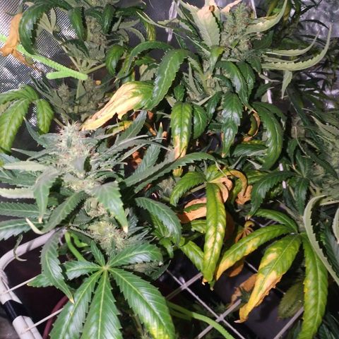 Moby Dick growlog timeline photo