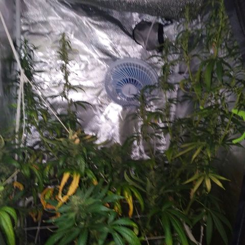 Moby Dick growlog timeline photo