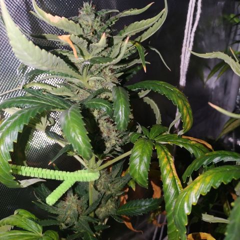 Moby Dick growlog timeline photo