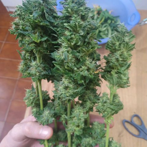 Moby Dick growlog timeline photo