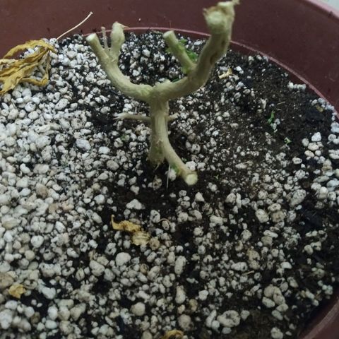 Moby Dick growlog photo: Colheita
