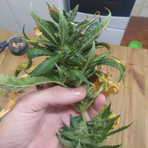 Moby Dick growlog photo: Colheita