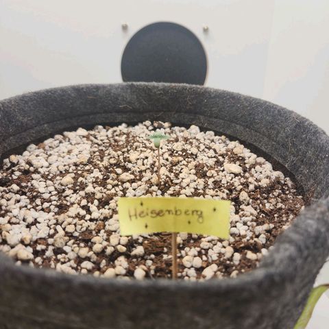 Heisenberg growlog timeline photo