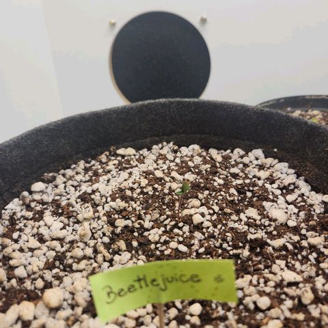 BeetleJuice growlog timeline photo