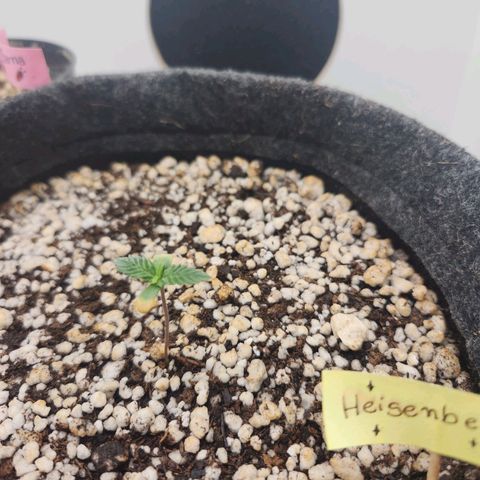 Heisenberg growlog timeline photo