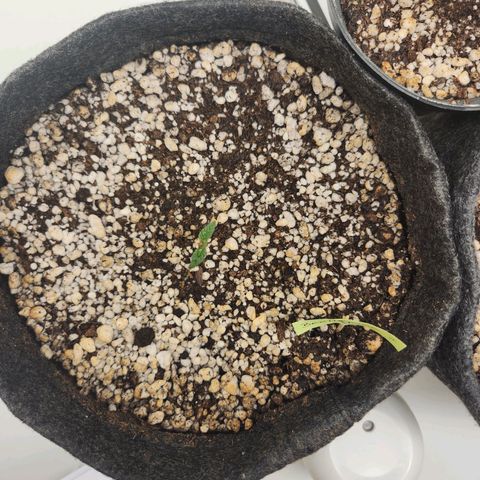 BeetleJuice growlog timeline photo