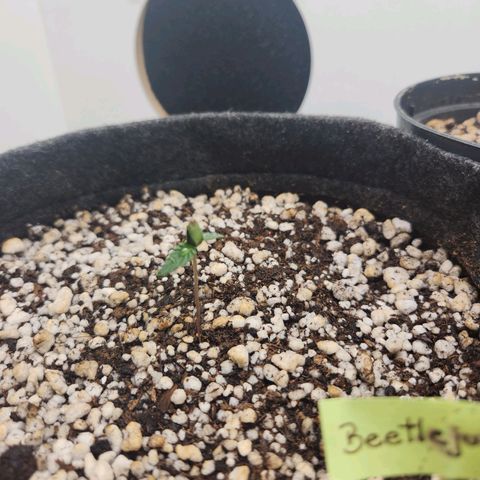 BeetleJuice growlog timeline photo