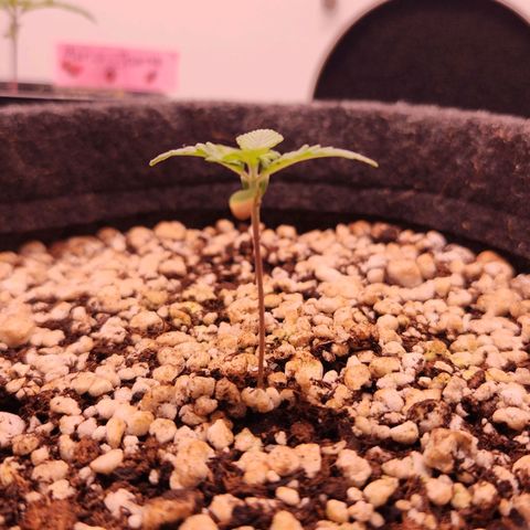 Heisenberg growlog timeline photo