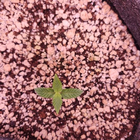 Heisenberg growlog timeline photo
