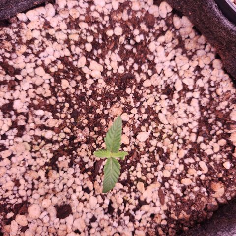 BeetleJuice growlog timeline photo