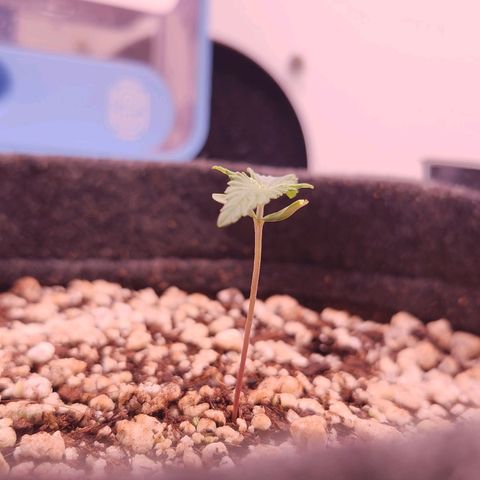 BeetleJuice growlog timeline photo