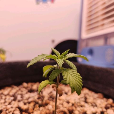 Heisenberg growlog timeline photo