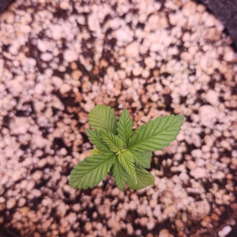 Heisenberg growlog timeline photo