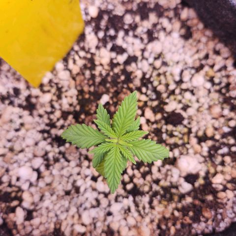 BeetleJuice growlog timeline photo