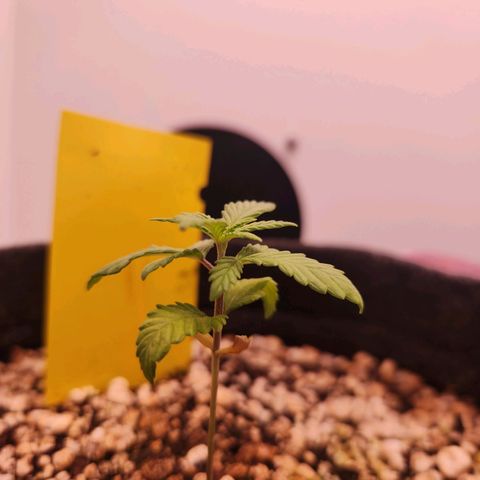 BeetleJuice growlog timeline photo