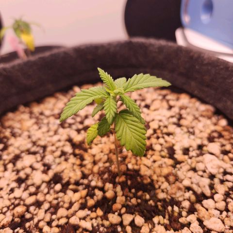 Heisenberg growlog timeline photo