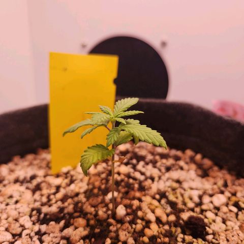 BeetleJuice growlog timeline photo