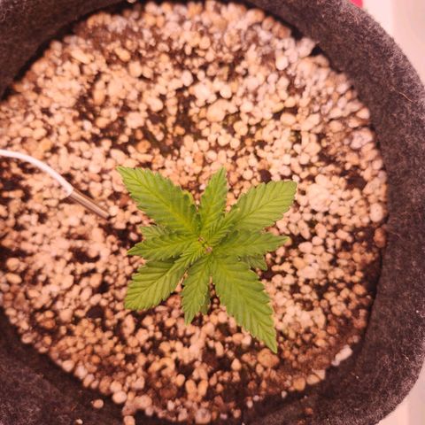 Heisenberg growlog timeline photo