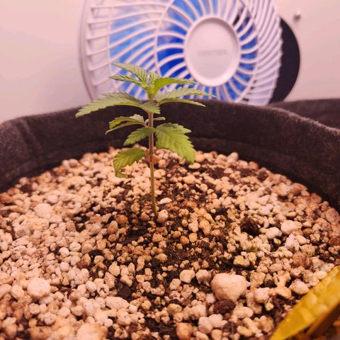 BeetleJuice growlog timeline photo