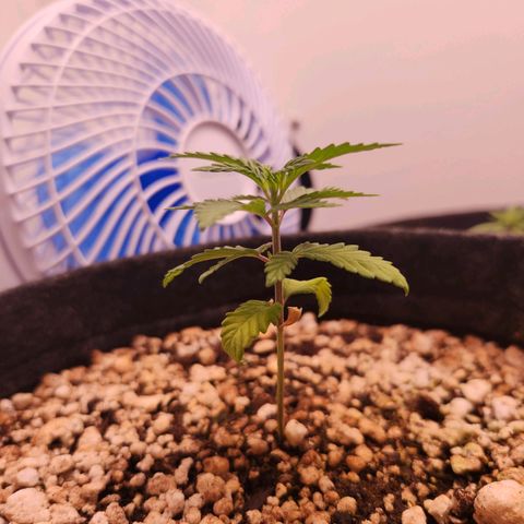 BeetleJuice growlog timeline photo