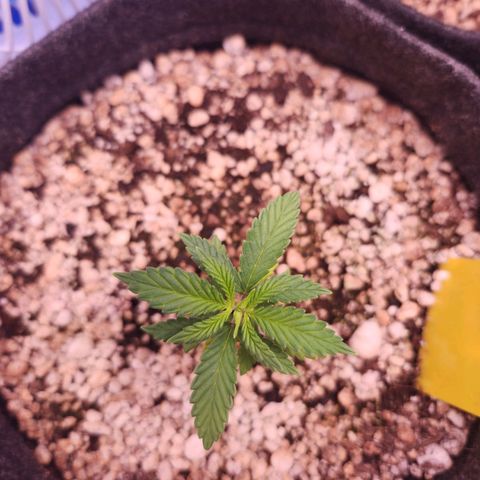 BeetleJuice growlog timeline photo