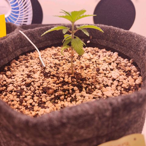 Heisenberg growlog timeline photo