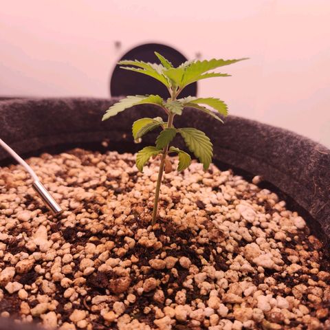 Heisenberg growlog timeline photo