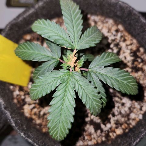 BeetleJuice growlog photo: Poda top realizada