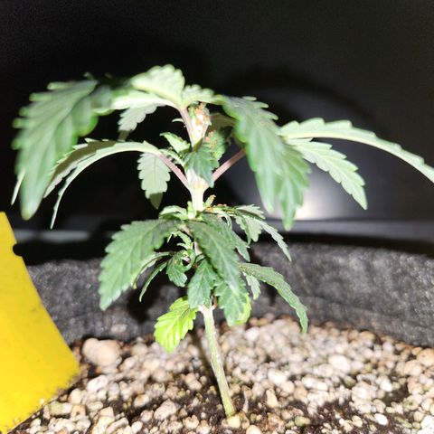 BeetleJuice growlog photo: Poda top realizada