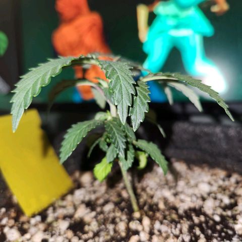 BeetleJuice growlog photo: Poda top realizada