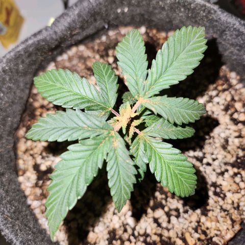 Heisenberg growlog photo: Poda top realizada