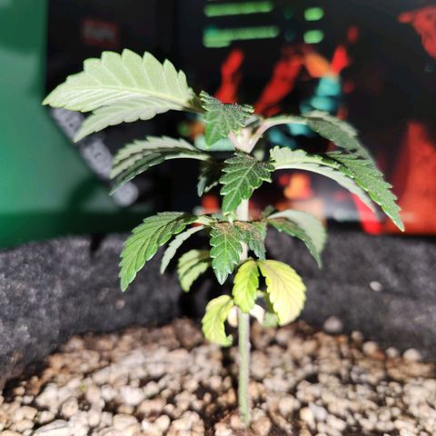 Heisenberg growlog photo: Poda top realizada
