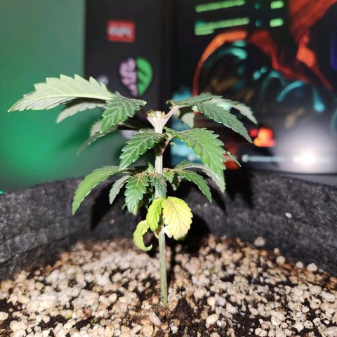Heisenberg growlog photo: Poda top realizada