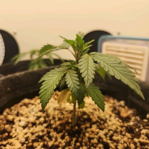 Heisenberg growlog photo: Reagiu bem à poda top
Alterei a rega para terça-feira e sábado
Humidade baixa 50%
Temperatura 30°