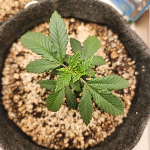 Heisenberg growlog photo: Reagiu bem à poda top
Alterei a rega para terça-feira e sábado
Humidade baixa 50%
Temperatura 30°