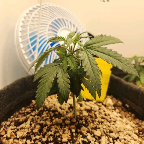 BeetleJuice growlog photo: Reagiu bem à poda top
Alterei a rega para terça-feira e sábado
Humidade baixa 50%
Temperatura 30°