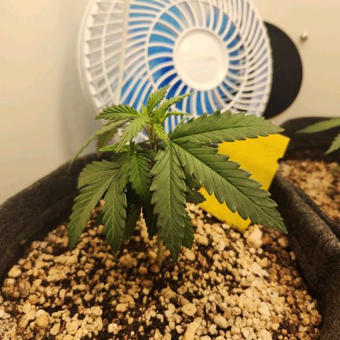 BeetleJuice growlog photo: Reagiu bem à poda top
Alterei a rega para terça-feira e sábado
Humidade baixa 50%
Temperatura 30°
