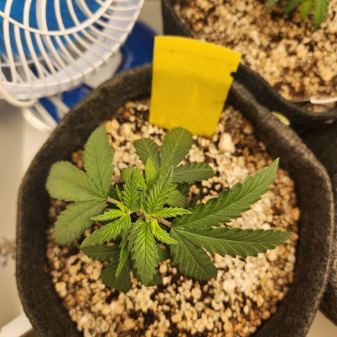 BeetleJuice growlog photo: Reagiu bem à poda top
Alterei a rega para terça-feira e sábado
Humidade baixa 50%
Temperatura 30°