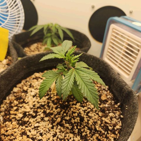 Heisenberg growlog photo: Reagiu bem à poda top
Alterei a rega para terça-feira e sábado
Humidade baixa 50%
Temperatura 30°