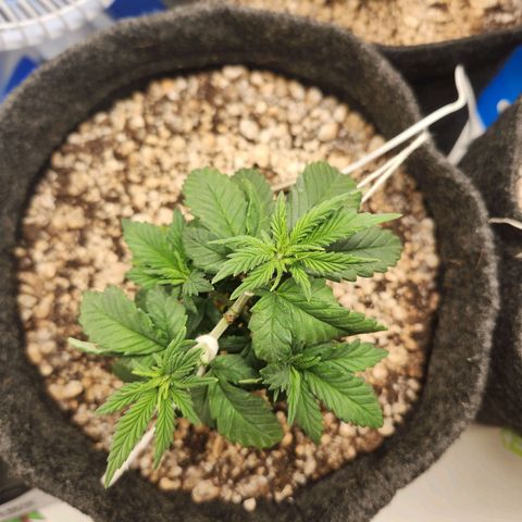 Heisenberg growlog photo: Amarras aplicadas, primeiro na copa e posteriormente no corpo todo