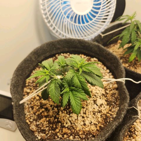 Heisenberg growlog photo: Amarras aplicadas, primeiro na copa e posteriormente no corpo todo