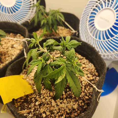 BeetleJuice growlog photo: Amarras aplicadas, primeiro na copa e posteriormente no corpo todo