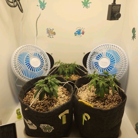BeetleJuice growlog photo: Amarras aplicadas, primeiro na copa e posteriormente no corpo todo