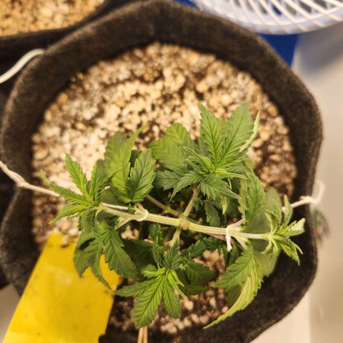 BeetleJuice growlog photo: Amarras aplicadas, primeiro na copa e posteriormente no corpo todo
