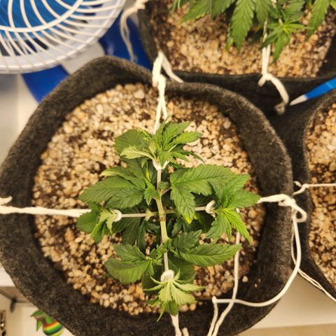 Heisenberg growlog timeline photo